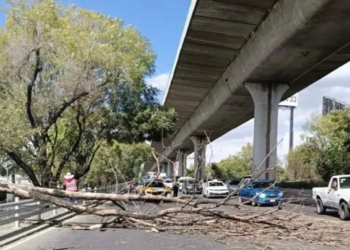 Caída de árbol por vientos fuertes afecta tránsito en Periférico Sur