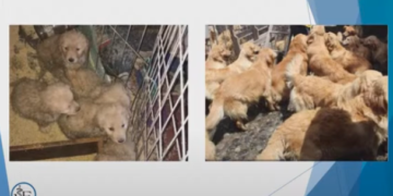 Con la nueva ley en puerta, LomBom moviliza al ecosistema empresarial contra el maltrato animal