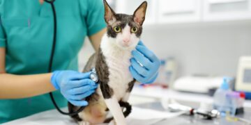 Día mundial del Médico Veterinario, 26 de abril. La investigación y desarrollo para el bienestar animal