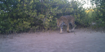 La Papalota: una reserva natural en Nayarit que utiliza la tecnología y el diálogo para la conservación de los jaguares