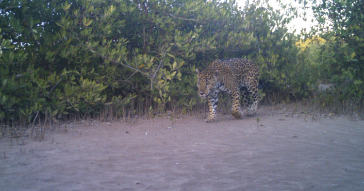 La Papalota: una reserva natural en Nayarit que utiliza la tecnología y el diálogo para la conservación de los jaguares