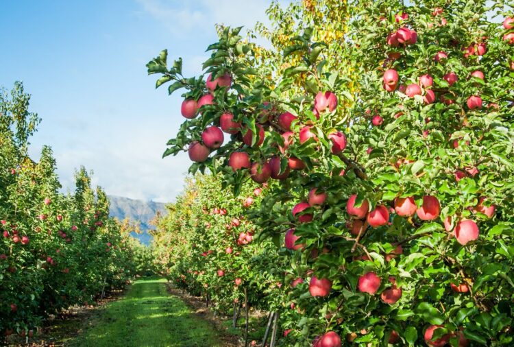 Del árbol a tu mesa: Donde nace una manzana, nace un homenaje a la madre tierra