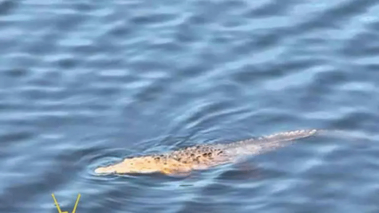 Niño cae de puente y es devorado por cocodrilos en Michoacán