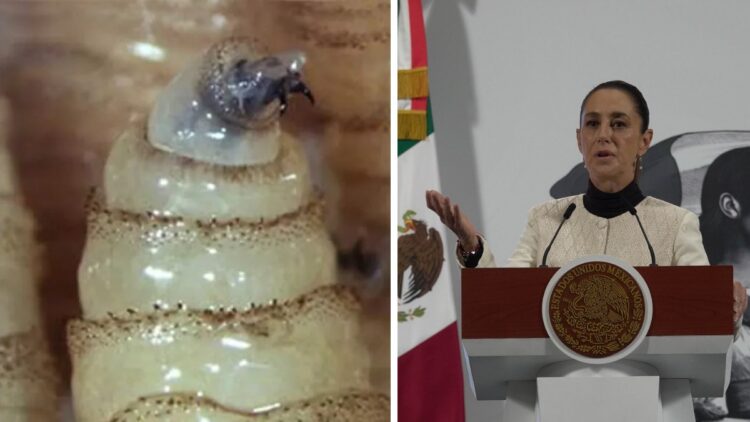 México busca reabrir frontera al ganado; Sheinbaum dice que cierre fue desproporcionado