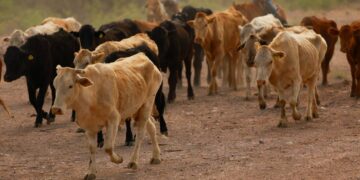 EE. UU. cierra otra vez frontera a ganado mexicano por nuevo caso de brote de gusano barrenador