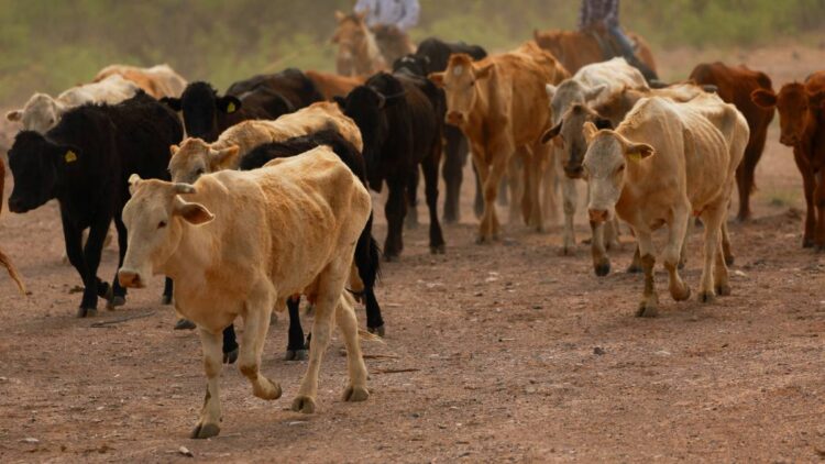 EE. UU. cierra otra vez frontera a ganado mexicano por nuevo caso de brote de gusano barrenador