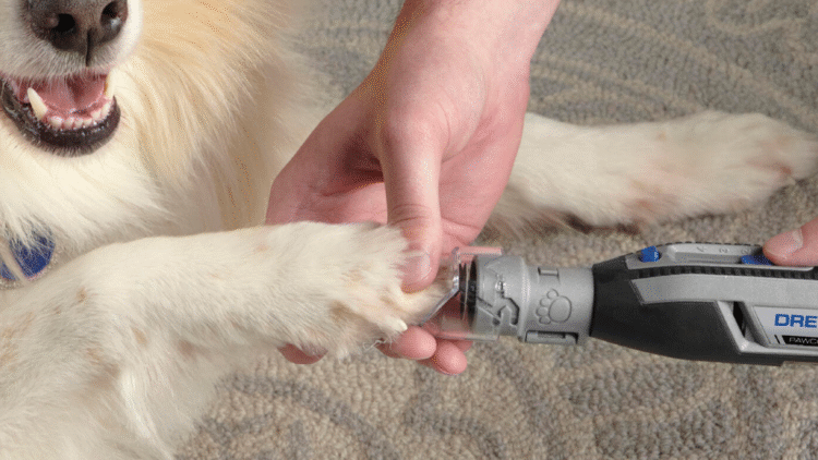 Bosch: la tecnología puede prevenir el dolor de las mascotas