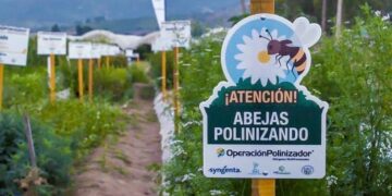 Syngenta transforma el campo mexicano con innovación regenerativa