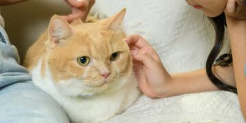 Boehringer Ingelheim impulsa la salud felina con tres pilares fundamentales. El arte de disfrutar con estilo y sentido.