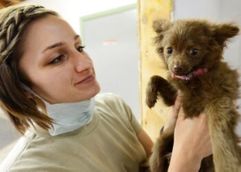 Más de 50 mil Médicos Veterinarios en México cuidan la salud animal y promueven el bienestar de las personas