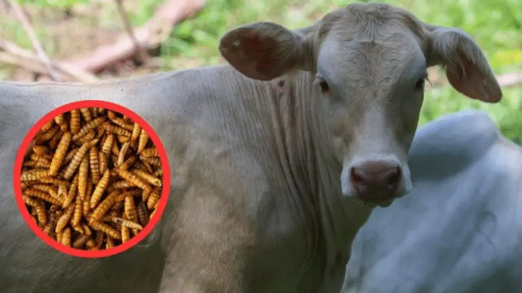 México y EU acuerdan plan binacional contra gusano barrenador