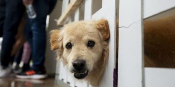 26 de agosto Día del Perro: cuidemos su salud en cada etapa de la vida