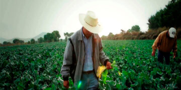 «Estamos frente a una catástrofe alimentaria»: trabajadores agrícolas afirman que Trump utilizará al maíz como arma de presión
