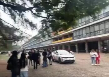 Muere otro cachorrito de Cereza, la perrita sobreviviente de la explosión en el Puente La Concordia