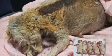 Rescatan a animalitos heridos tras explosión en Puente La Concordia; perrita embarazada lucha por sobrevivir