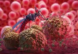 La vigilancia molecular, clave para combatir la malaria en México. El arte de disfrutar con estilo y sentido. Susana Sánchez Segura Aunque la malaria ha disminuido en México en las últimas décadas, sigue siendo una amenaza en zonas tropicales del país y ahora enfrenta un nuevo reto: los casos importados. Tan solo en 2023 aumentaron un 320 % respecto a 2022, de acuerdo con el Atlas Visual de la Malaria. La enfermedad, transmitida por la picadura de mosquitos del género Anopheles e impulsada por parásitos del género Plasmodium, puede provocar fiebre, escalofríos, sudoración intensa y complicaciones graves si no se diagnostica y trata a tiempo. México busca eliminar la transmisión autóctona de malaria para 2026 y recibir la certificación de país libre de la enfermedad antes de 2029, en línea con la meta regional de la Organización Panamericana de la Salud (OPS). Para lograrlo, los expertos destacan la importancia de reforzar la vigilancia molecular, que permite identificar de manera más precisa la presencia del parásito. En este contexto, la compañía QIAGEN impulsa el uso de tecnologías como el QIAprep& Plasmodium Kit, capaz de detectar con alta sensibilidad cinco especies de Plasmodium en menos de una hora a partir de una muestra de sangre. Adriana Vega, gerente de producto LATAM en QIAGEN, declara que contar con herramientas rápidas y precisas es esencial para orientar las estrategias de control y evitar que la malaria resurja en el país.  Esperamos que, con la ayuda de este tipo de innovaciones, México podría acelerar el camino hacia la eliminación de la malaria, fortaleciendo la investigación y la salud pública en comunidades que todavía conviven con el riesgo de esta enfermedad. Siempre es bueno contar con alternativas innovadoras que coadyuven en el bienestar de los mexicanos.