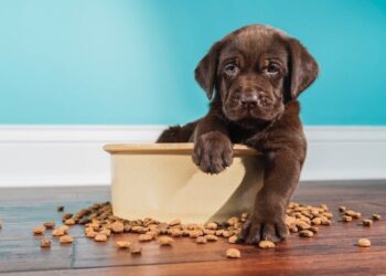 Un estudio muestra beneficios medioambientales de la comida a base de plantas para perros en el Reino Unido