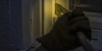 Cae célula delictiva vinculada a robos a casa habitación en Coyoacán y Miguel Hidalgo