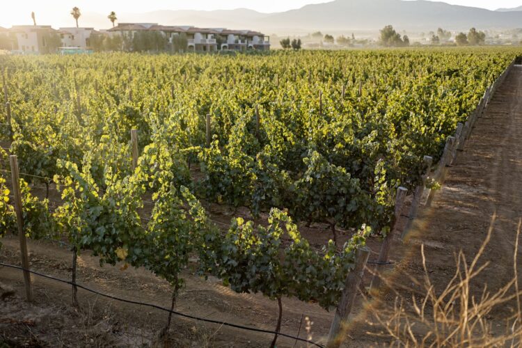 El Cielo Resort marca tendencia en la expansión vitivinícola y turística del Valle de Guadalupe