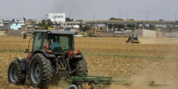 Bienestar otorga apoyos de 6 mil a 24 mil pesos a productores mexicanos; PASO A PASO para obtener la ayuda