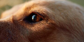 México mantiene la rabia canina bajo control, pero la amenaza persiste: vacunar es clave