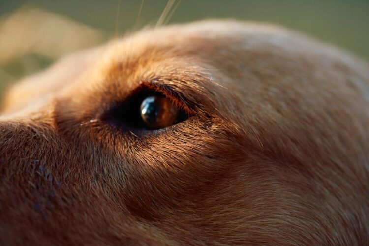 México mantiene la rabia canina bajo control, pero la amenaza persiste: vacunar es clave