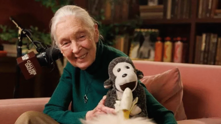 Fallece Jane Goodall, etóloga británica pionera en el estudio de los chimpancés