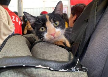 Promueve Gobierno de Pepe Chedraui Jornadas Gratuitas de Bienestar Animal en septiembre