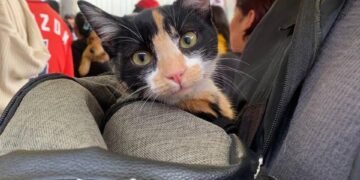 Promueve Gobierno de Pepe Chedraui Jornadas Gratuitas de Bienestar Animal en septiembre