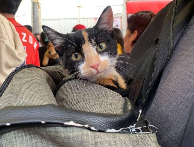 Promueve Gobierno de Pepe Chedraui Jornadas Gratuitas de Bienestar Animal en septiembre