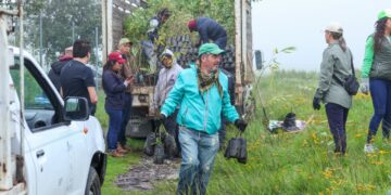 Planta Toluca más de 112 mil árboles en este año