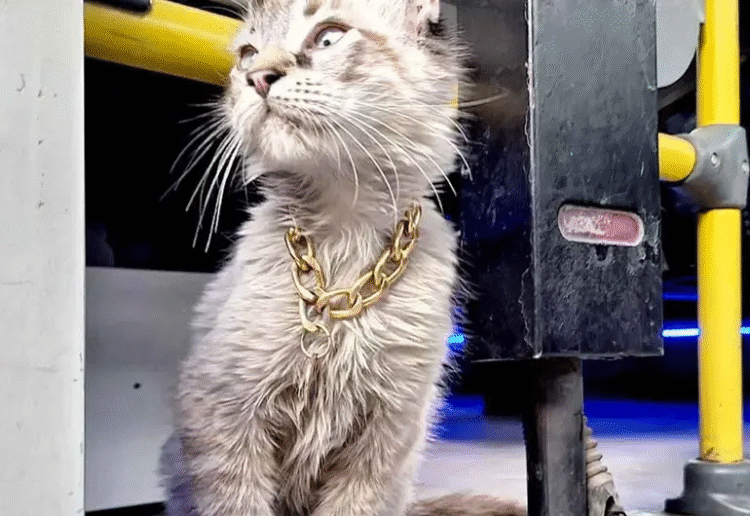 Roban a “Zafiro”, el querido gatito microbusero de Puebla; piden ayuda para encontrarlo