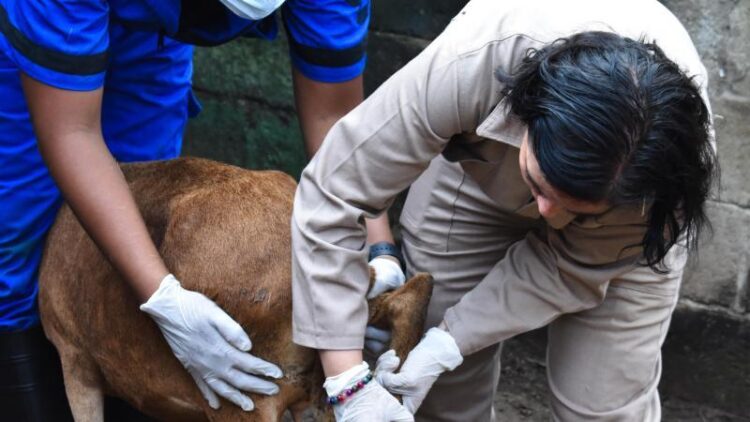 Se enciende la alerta! Detectan primer caso de gusano barrenador en Tamaulipas