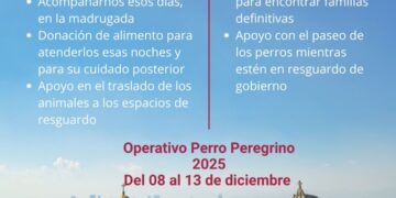 CDMX activa Operativo Perro Peregrino 2025 para atender abandono animal durante festejos guadalupanos