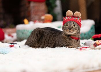 Petco llama a priorizar la responsabilidad antes de regalar una mascota en Navidad o Día de Reyes