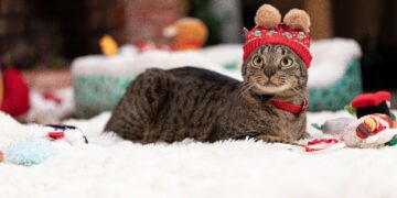 Petco llama a priorizar la responsabilidad antes de regalar una mascota en Navidad o Día de Reyes