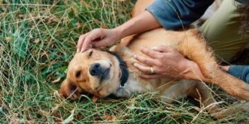 Cuatro enfermedades que pueden afectar la salud de tu perro durante todo el año