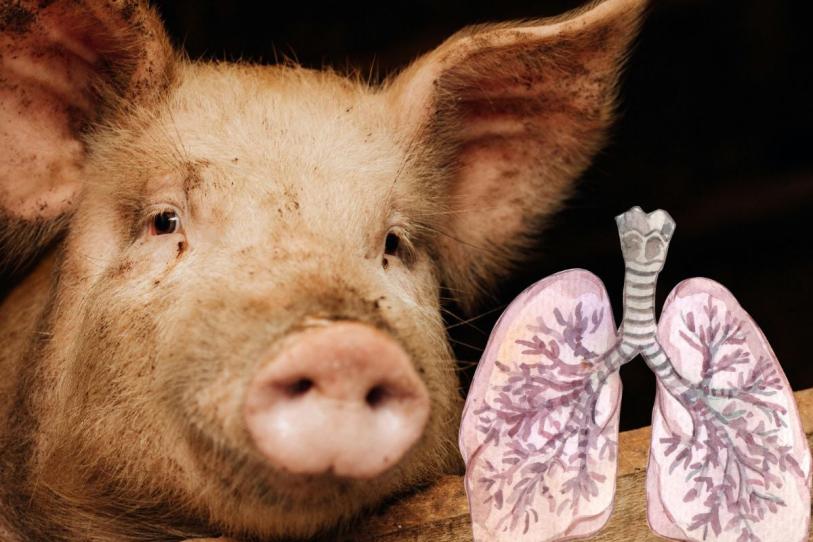 Cataluña reporta primer caso de gripe porcina en humano desde 2024