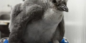 El primer pingüino barbijo de Latinoamérica ya tiene nombre: Leo