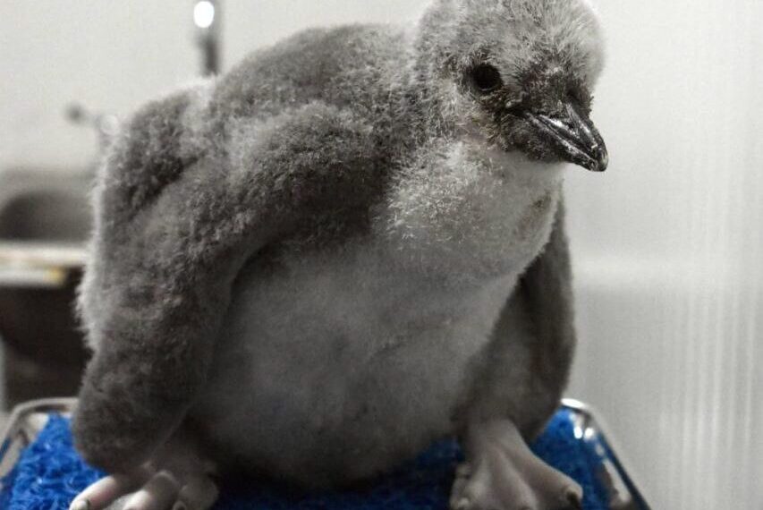 El primer pingüino barbijo de Latinoamérica ya tiene nombre: Leo