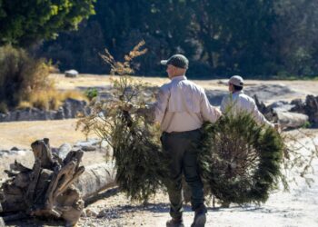 Gobierno de la Ciudad y Africam Safari inician campaña de reciclaje de árboles de Navidad