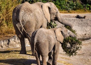 Concluye con éxito la campaña Verde Navidad, en coordinación con Africam Safari y el Gobierno de Pepe Chedraui