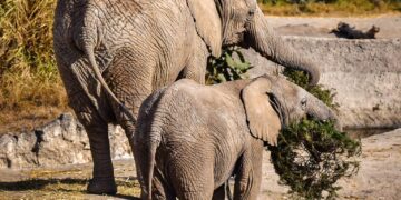 Concluye con éxito la campaña Verde Navidad, en coordinación con Africam Safari y el Gobierno de Pepe Chedraui
