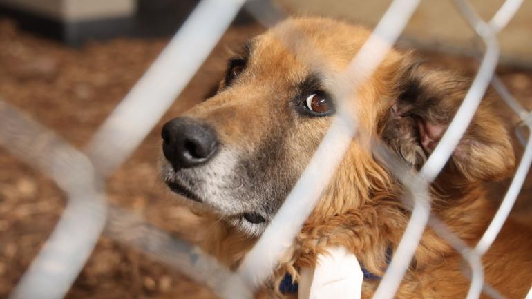 Autorizan adopción de 936 animales tras caso Refugio Franciscano