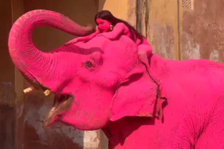 Indignación en India por la muerte de elefante pintado de rosa para una sesión fotográfica