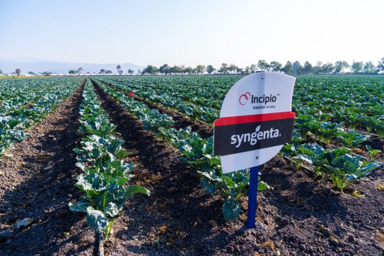 Syngenta acerca innovación y tecnología al campo mexicano con el lanzamiento de Incipio®