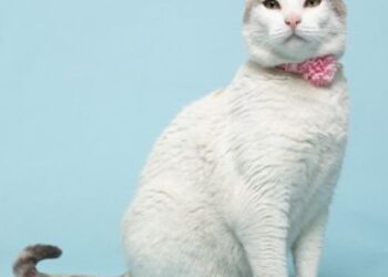 Petco anuncia la adopción 110 mil y promueve la adopción en el marco del Día del Perro Raza Única