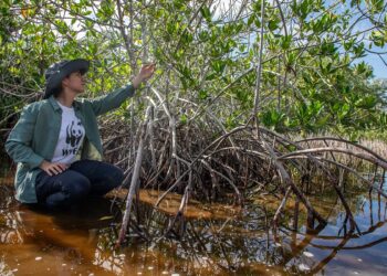 El gobierno de Yucatán y WWF protegerán 580 mil hectáreas