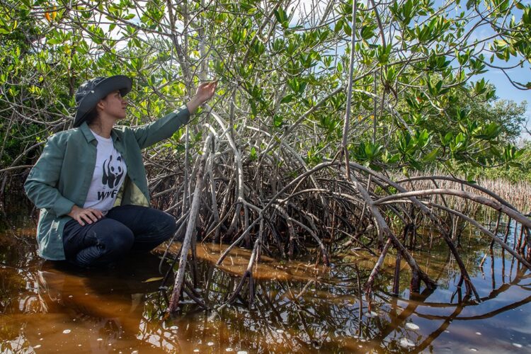 El gobierno de Yucatán y WWF protegerán 580 mil hectáreas