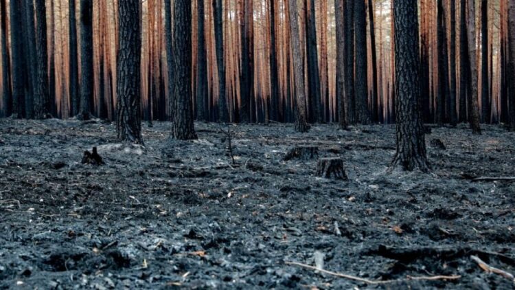 El Centro de Predicción Climática de EU prevé que El Niño podría empezar desde mayo